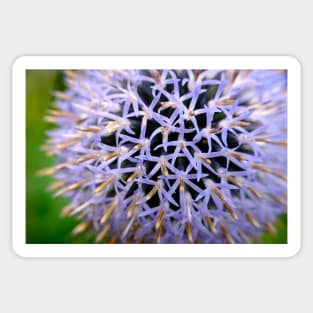 Small Globe Thistle 8 Sticker